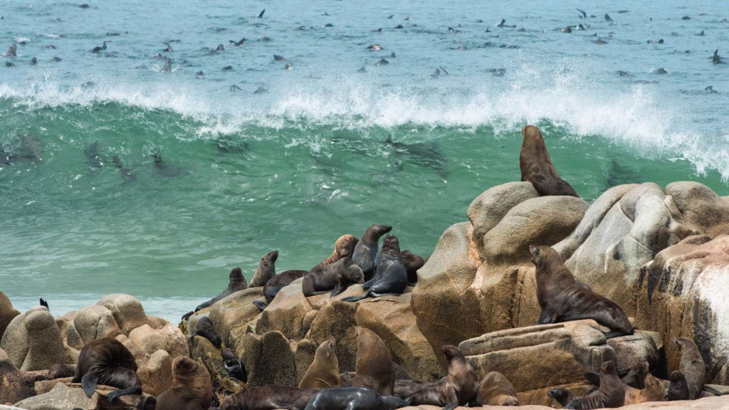 An image of a Cape Fur Seal colony at Cape Cross Seal Reserve, in Namibia