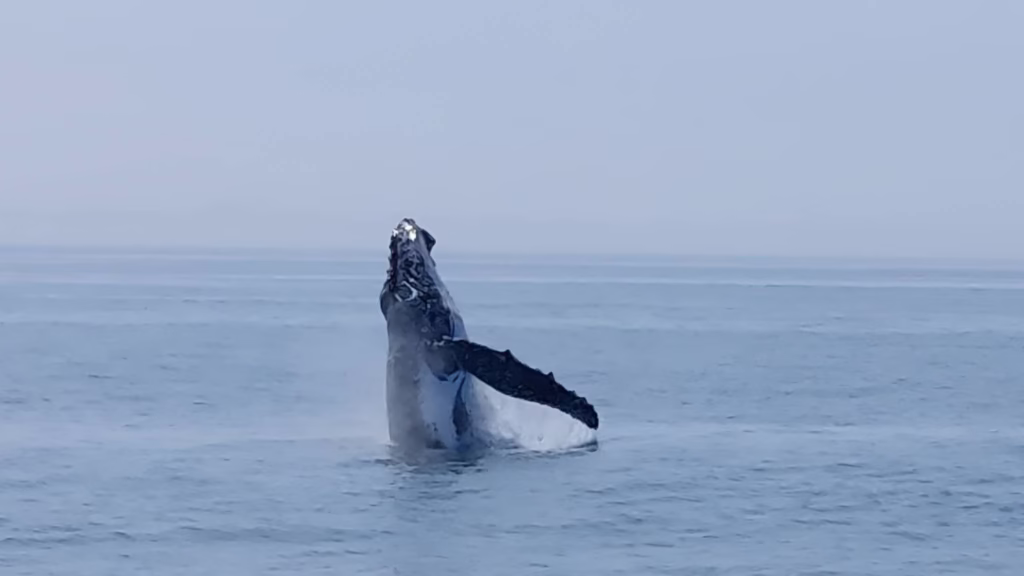 Photo of a whale breaching in the ocean, Namibia.