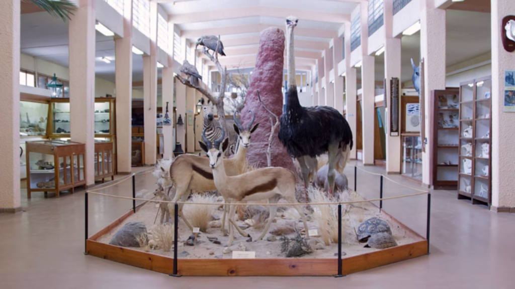 A photo of a display at Swakopmund Museum, in Namibia, featuring an ostrich, buck and other Nambia creatures found in the wild.